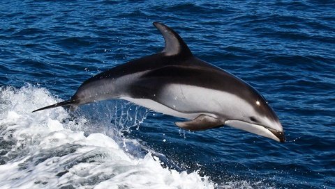 Обои вода, море, волна, прыжок, дельфин, подводный мир, water, sea, wave, jump, dolphin, underwater world разрешение 1920x1200 Загрузить