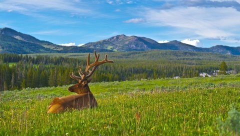 Обои горы, природа, олень, карибу, mountains, nature, deer, caribou разрешение 1920x1200 Загрузить