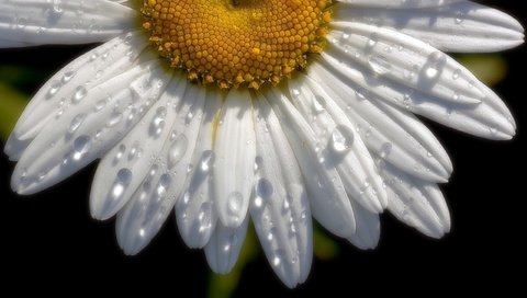 Обои цветок, капли, ромашка, половина, flower, drops, daisy, half разрешение 2560x1600 Загрузить