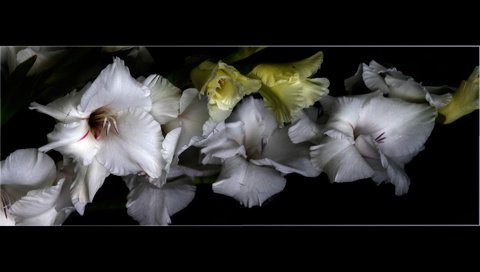 Обои гладиолусы, цветы в рамке, gladiolus, the flowers in the frame разрешение 1920x1200 Загрузить