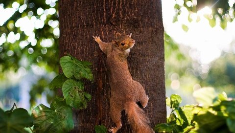 Обои дерево, листья, животное, ствол, белка, зверек, белочка, грызун, tree, leaves, animal, trunk, protein, squirrel, rodent разрешение 1920x1200 Загрузить