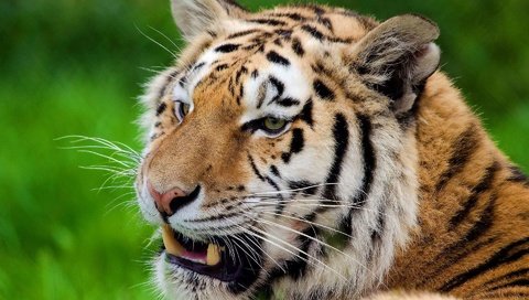 Обои тигр, серьёзный тигр, морда, полоски, усы, смотрит, хищник, большая кошка, отдых, tiger, serious tiger, face, strips, mustache, looks, predator, big cat, stay разрешение 1920x1200 Загрузить