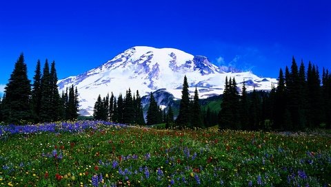 Обои небо, цветы, деревья, горы, снег, лес, пейзаж, the sky, flowers, trees, mountains, snow, forest, landscape разрешение 1920x1200 Загрузить