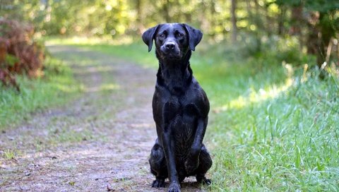 Обои дорога, лес, взгляд, собака, друг, черная, road, forest, look, dog, each, black разрешение 1920x1200 Загрузить