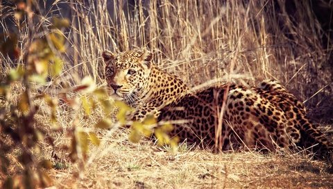 Обои морда, взгляд, леопард, хищник, большая кошка, национальный парк луэнгва, замбия, face, look, leopard, predator, big cat, national park luangwa, zambia разрешение 1920x1200 Загрузить