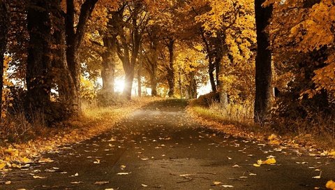 Обои дорога, деревья, солнце, листья, пейзаж, осень, аллея, road, trees, the sun, leaves, landscape, autumn, alley разрешение 1920x1200 Загрузить