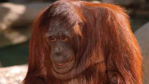 Обои взгляд, обезьяна, орангутанг, look, monkey, orangutan разрешение 3072x2048 Загрузить