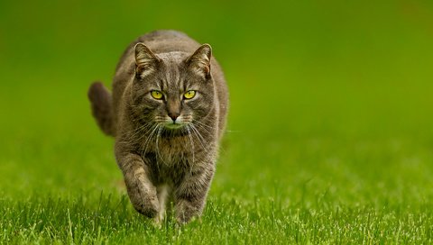 Обои трава, зелёный, фон, кот, мордочка, кошка, взгляд, лапки, grass, green, background, cat, muzzle, look, legs разрешение 1920x1200 Загрузить