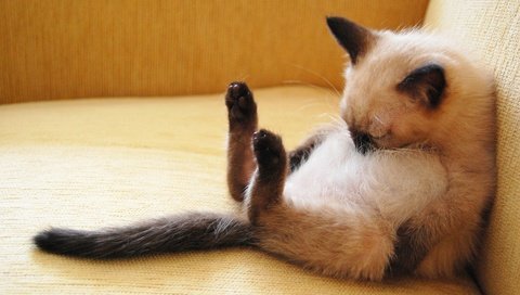 Обои поза, кошка, котенок, спит, малыш, сиамский, смешной, pose, cat, kitty, sleeping, baby, siamese, funny разрешение 1920x1200 Загрузить