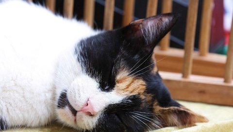 Обои кот, кошка, сон, спит, cat, sleep, sleeping разрешение 1920x1200 Загрузить