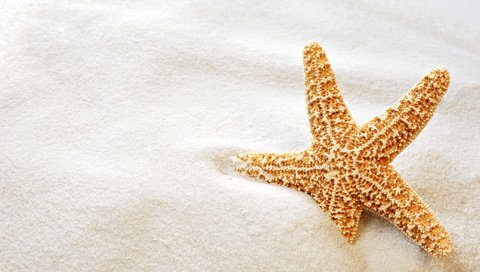 Обои макро, песок, пляж, звезда, морская звезда, macro, sand, beach, star, starfish разрешение 2560x1600 Загрузить