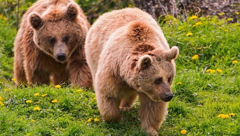 Обои трава, медведь, одуванчики, медведи, бурый медведь, grass, bear, dandelions, bears, brown bear разрешение 2560x1600 Загрузить