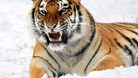 Обои тигр, морда, снег, взгляд, лежит, хищник, оскал, угроза, tiger, face, snow, look, lies, predator, grin, the threat разрешение 1920x1200 Загрузить