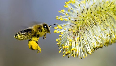 Обои макро, насекомые, пчела, нектар, верба, опыление, macro, insects, bee, nectar, verba, pollination разрешение 1920x1200 Загрузить