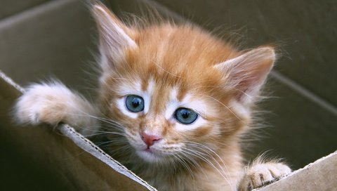 Обои кошка, котенок, рыжий, милый, рыжий котенок, в коробке, синий глаза, cat, kitty, red, cute, ginger kitten, in the box, blue eyes разрешение 1920x1200 Загрузить