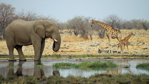 Обои животные, слон, африка, жираф, водопой, саванна, animals, elephant, africa, giraffe, drink, savannah разрешение 2560x1600 Загрузить