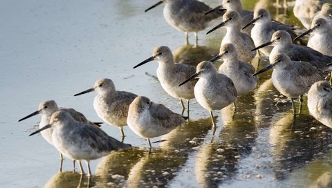 Обои птицы, клюв, длинноклювый американский бекасовидный верете, birds, beak, long-billed american bukasovii verete разрешение 1920x1200 Загрузить