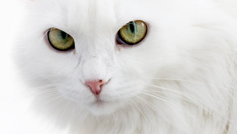 Обои глаза, кошка, белая, пушистая, белый кот, длинношерстная, ангорская, eyes, cat, white, fluffy, white cat, longhair, angora разрешение 4272x2848 Загрузить