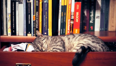 Обои кот, кошка, сон, книги, спит, одежда, шкаф, полка, cat, sleep, books, sleeping, clothing, wardrobe, shelf разрешение 1920x1200 Загрузить
