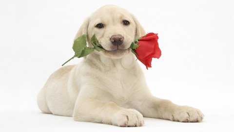 Обои цветок, улыбка, роза, собака, щенок, лабрадор, flower, smile, rose, dog, puppy, labrador разрешение 1920x1080 Загрузить