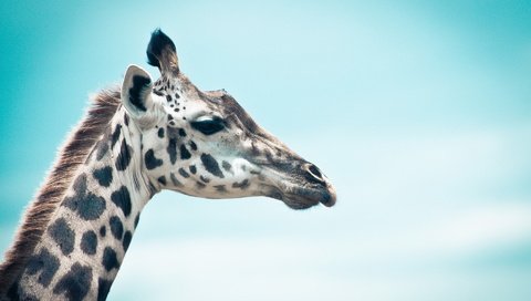 Обои небо, профиль, животное, жираф, голова, шея, the sky, profile, animal, giraffe, head, neck разрешение 1920x1200 Загрузить