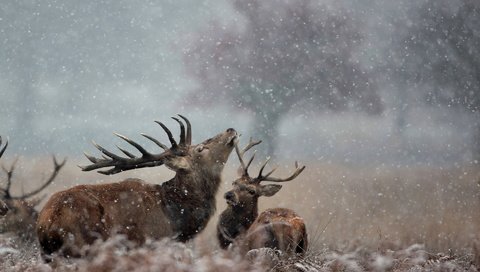 Обои снег, природа, зима, рога, олени, лось, snow, nature, winter, horns, deer, moose разрешение 1920x1200 Загрузить