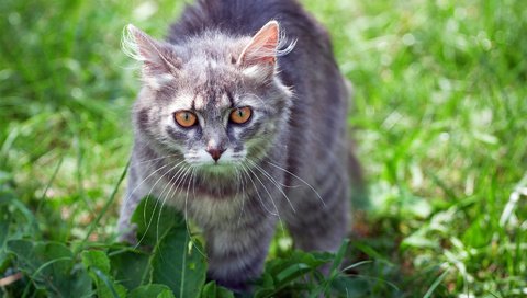 Обои трава, кот, лето, кошка, взгляд, серый кот, grass, cat, summer, look, grey cat разрешение 1920x1200 Загрузить