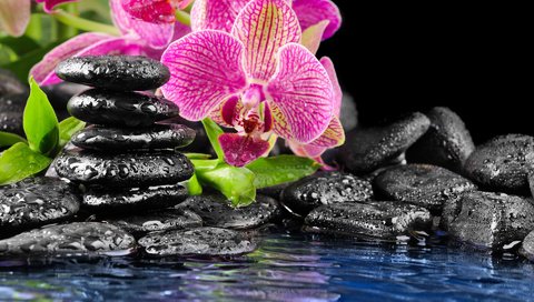 Обои вода, плоские, камни, капли на камнях, отражение, цветок, розовый, орхидея, фен-шуй, камни черные, water, flat, stones, drops on the rocks, reflection, flower, pink, orchid, feng shui, stones black разрешение 1920x1200 Загрузить