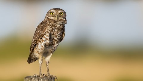 Обои сова, природа, размытость, птица, лапки, owl, nature, blur, bird, legs разрешение 1920x1200 Загрузить