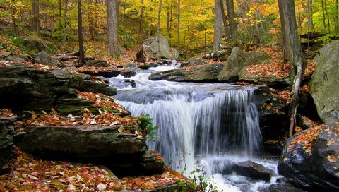 Обои деревья, камни, лес, листья, ручей, водопад, осень, trees, stones, forest, leaves, stream, waterfall, autumn разрешение 1920x1200 Загрузить