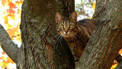 Обои дерево, кот, ветви, кошка, осень, ствол, котэ, глазища, tree, cat, branch, autumn, trunk, kote, eyes разрешение 1920x1200 Загрузить