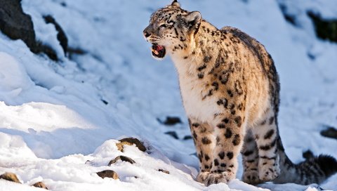 Обои горы, снег, камни, хищник, снежный барс, ирбис, барс, mountains, snow, stones, predator, snow leopard, irbis, bars разрешение 1920x1200 Загрузить