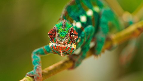 Обои глаза, ветка, макро, разноцветный, ящерица, хамелеон, рептилия, eyes, branch, macro, colorful, lizard, chameleon, reptile разрешение 1920x1200 Загрузить