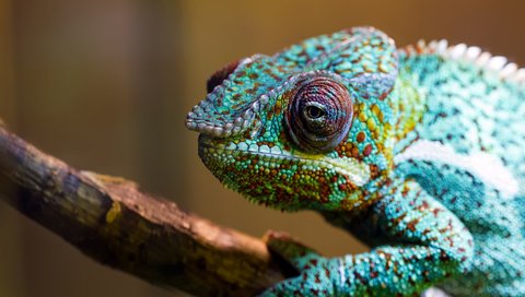 Обои макро, разноцветный, ящерица, хамелеон, рептилия, macro, colorful, lizard, chameleon, reptile разрешение 2048x1365 Загрузить