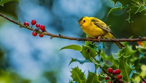 Обои ветка, листья, лето, птица, ягоды, желтая птичка, камышевка, branch, leaves, summer, bird, berries, yellow bird, warbler разрешение 1920x1280 Загрузить