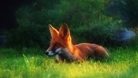 Обои трава, лето, рыжая, лиса, лисица, grass, summer, red, fox разрешение 2034x1416 Загрузить