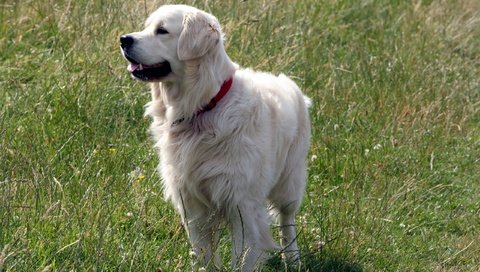 Обои трава, лето, собака, друг, лабрадор, золотистый ретривер, grass, summer, dog, each, labrador, golden retriever разрешение 2560x1600 Загрузить