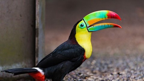 Обои птица, тукан, клюв, оперение, красивый тукан, bird, toucan, beak, tail, beautiful toucan разрешение 1920x1200 Загрузить
