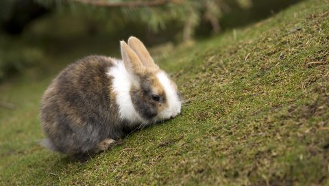 Обои трава, кролик, расцветка, резкость, grass, rabbit, colors, sharpness разрешение 1920x1200 Загрузить