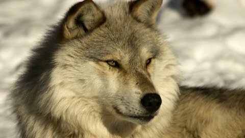 Обои волк, лайка, брус, wolf, laika, timber разрешение 3922x2693 Загрузить