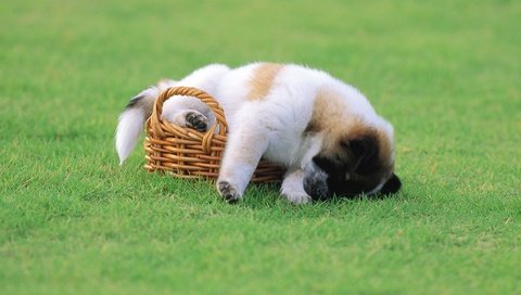 Обои трава, щенок, корзина, grass, puppy, basket разрешение 1920x1080 Загрузить