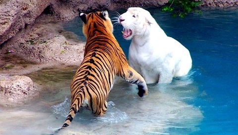 Обои вода, бассейн, зоопарк, альбинос, драка, тигры, water, pool, zoo, albino, fight, tigers разрешение 2000x1500 Загрузить