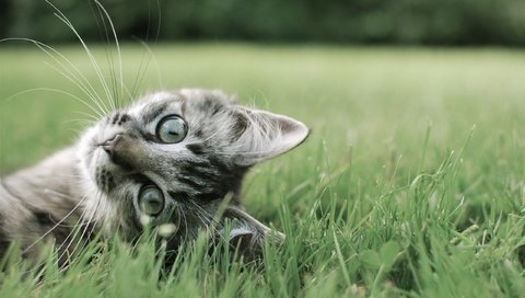 Обои трава, кот, лето, кошка, полосатый, кот на траве, grass, cat, summer, striped, the cat on the grass разрешение 2560x1600 Загрузить