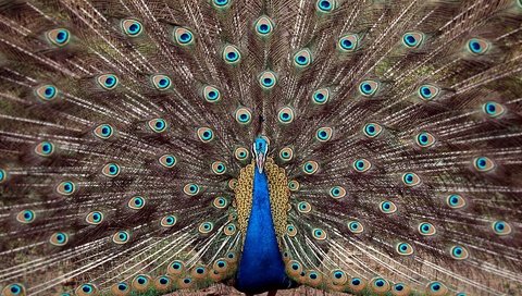 Обои птица, павлин, перья, хвост, bird, peacock, feathers, tail разрешение 1920x1200 Загрузить