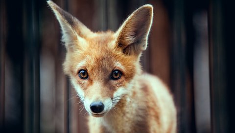 Обои мордочка, взгляд, лиса, уши, рыжий, лисенок, muzzle, look, fox, ears, red разрешение 2048x1363 Загрузить