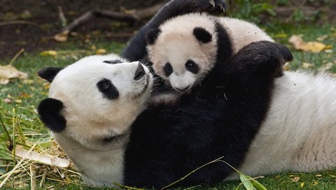 Обои трава, панда, забота, детеныш, бамбуковый медведь, большая панда, grass, panda, care, cub, bamboo bear, the giant panda разрешение 1920x1080 Загрузить