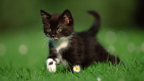 Обои трава, природа, кошка, котенок, ромашки, чёрно-белый, grass, nature, cat, kitty, chamomile, black and white разрешение 2560x1600 Загрузить