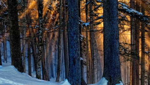 Обои деревья, снег, природа, лес, зима, лучи, стволы, trees, snow, nature, forest, winter, rays, trunks разрешение 2560x1600 Загрузить