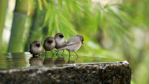 Обои вода, лето, бамбук, птицы, камень, воробьи, water, summer, bamboo, birds, stone, sparrows разрешение 1920x1200 Загрузить