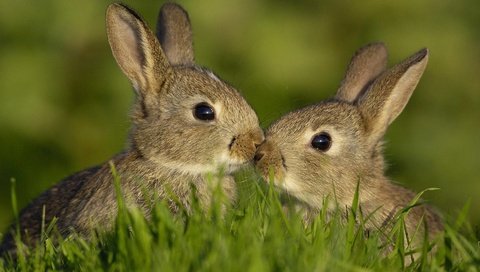 Обои трава, любовь, семья, кролики, зайцы, grass, love, family, rabbits разрешение 1920x1200 Загрузить